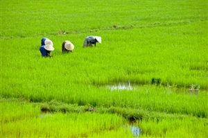 Hỗ trợ việc làm cho lao động bị thu hồi đất nông nghiệp